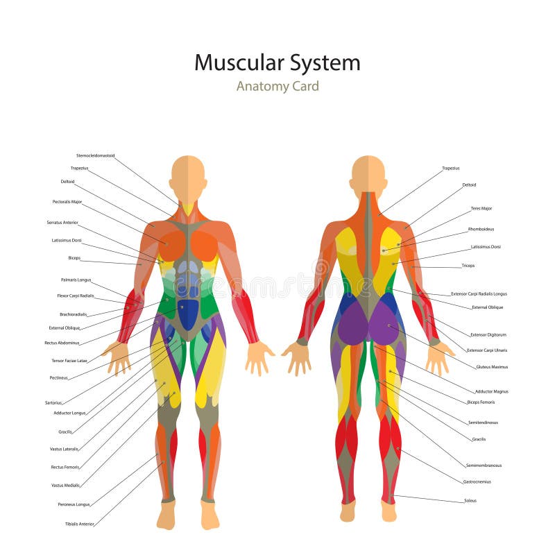 Illustratie van menselijke spieren Het vrouwelijke lichaam Gymnastiek opleiding Voor en achtermening De anatomie van de spiermens royalty-vrije illustratie Illustratie van menselijke spieren Het vrouwelijke lichaam Gymnastiek opleiding Voor en achtermening De anatomie van de spiermens royalty-vrije illustratie