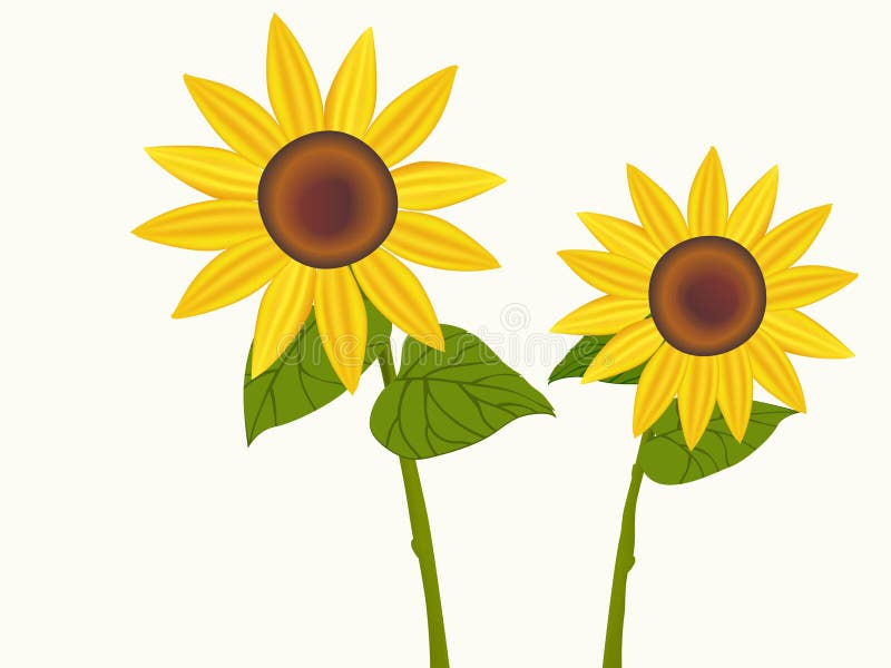 Illustratie van zonnebloemen in bloei