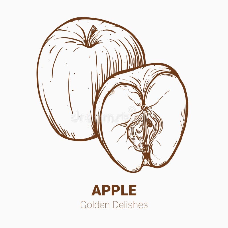 Illustratiereeks Gouden tekeningsappelen - heerlijke elementen Ha royalty-vrije illustratie Illustratiereeks Gouden tekeningsappelen - heerlijke elementen Ha royalty-vrije illustratie