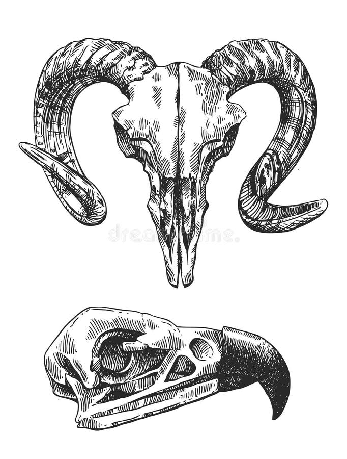 Illustration animal skull stock vector. Illustration of head - 77096740