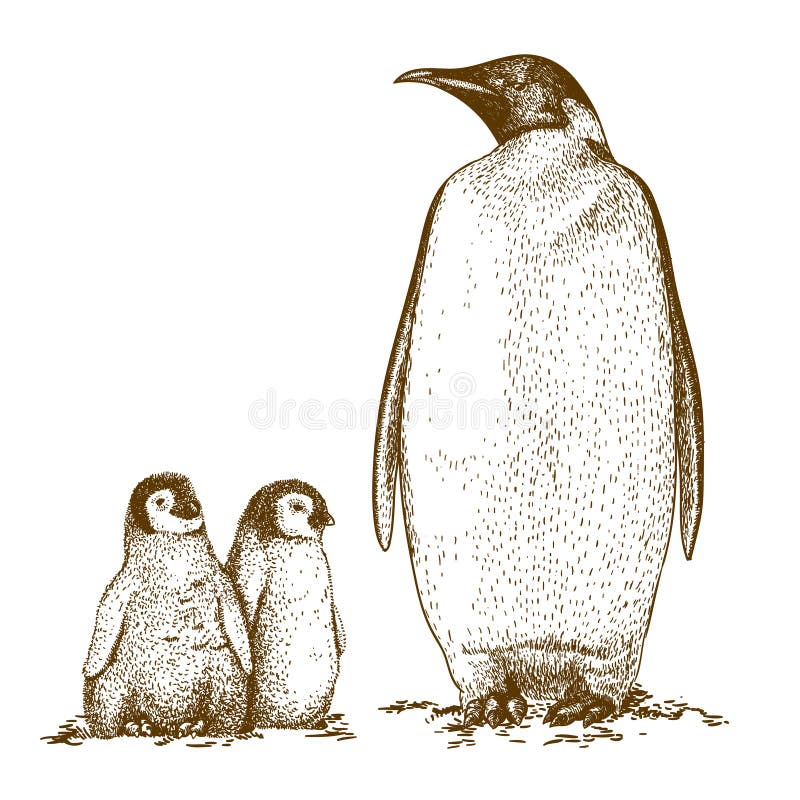 Engraving antique illustration of king penguin and two penguin nestling on white background. Engraving antique illustration of king penguin and two penguin nestling on white background