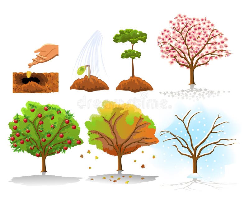 Illustration of apple tree planting and growing stages in the four seasons stock illustration Illustration of apple tree planting and growing stages in the four seasons stock illustration