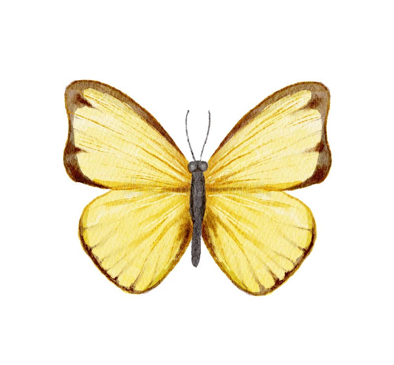 Illustration aquarelle avec papillon jaune illustration libre de droits