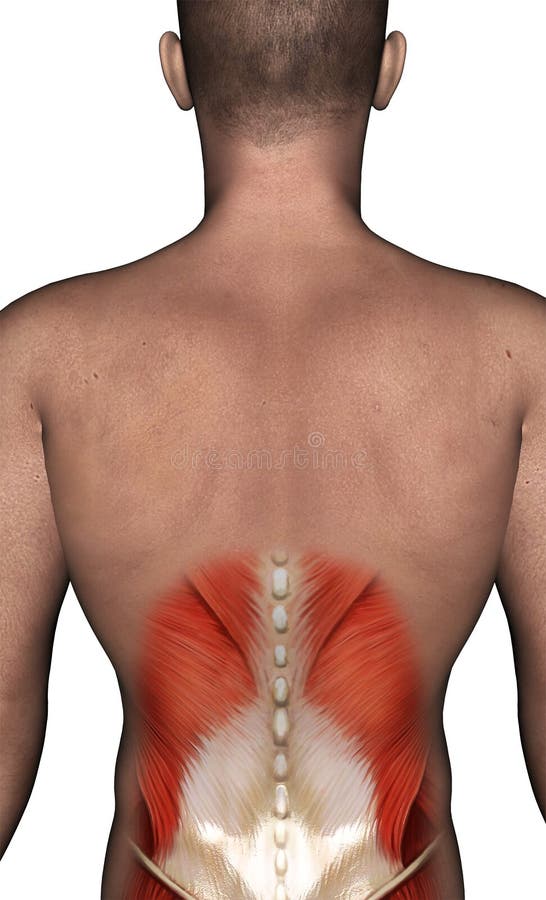 Illustration arrière de douleur musculaire d'isolement illustration de vecteur Illustration arrière de douleur musculaire d'isolement illustration de vecteur