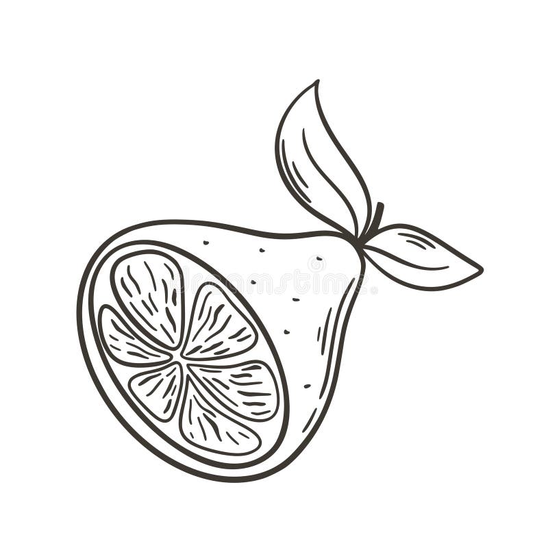 Illustration av halvcitronhandsgraverad vektor stock illustrationer