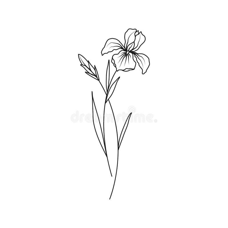 Illustration av iris-februari månads blomma royaltyfri illustrationer