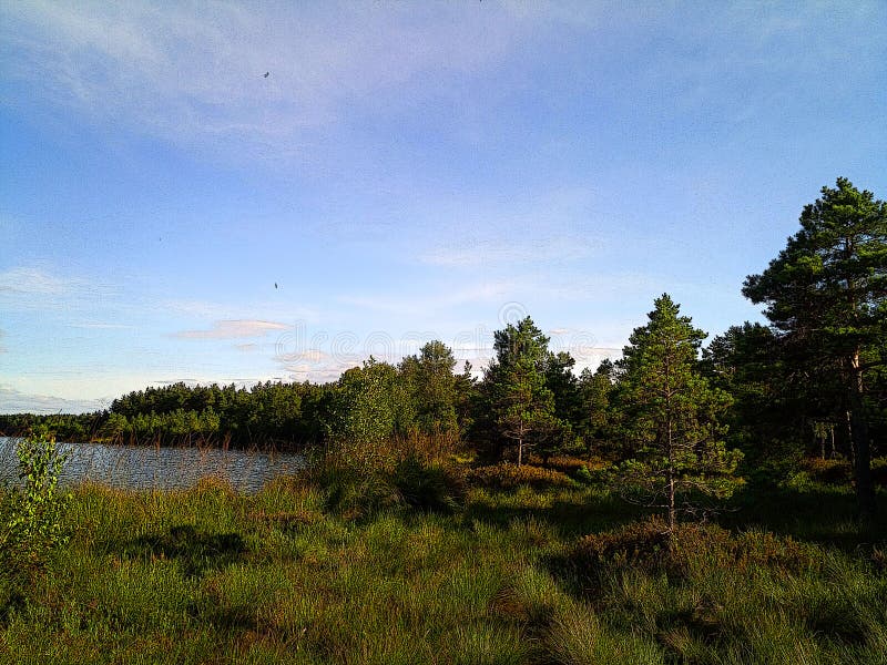Illustration av skog och sjö av rekyva. Träskog för tallträd. royaltyfria foton