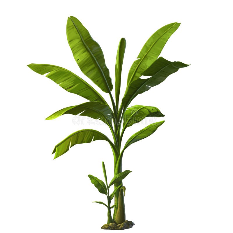 Banana Tree Stock Illustrations – 29,570 Banana Tree Stock Illustrations, Vectors & Clipart - Dreamstime Banana Tree Stock Illustrations – 29,570 Banana Tree Stock Illustrations, Vectors & Clipart - Dreamstime