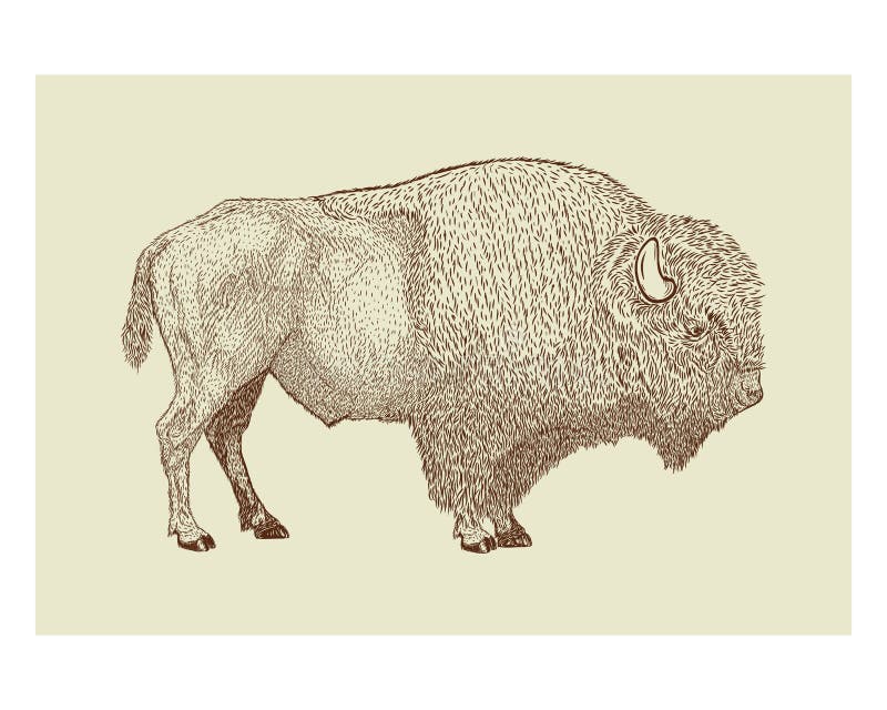 Illustration Bison Drawing Art Style Stock Illustration - Illustration ...