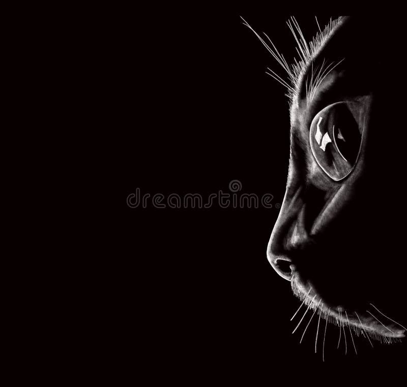 Black Cat Wallpaper Stock Illustrations 18 226 Black Cat Wallpaper Stock Illustrations Vectors Clipart Dreamstime