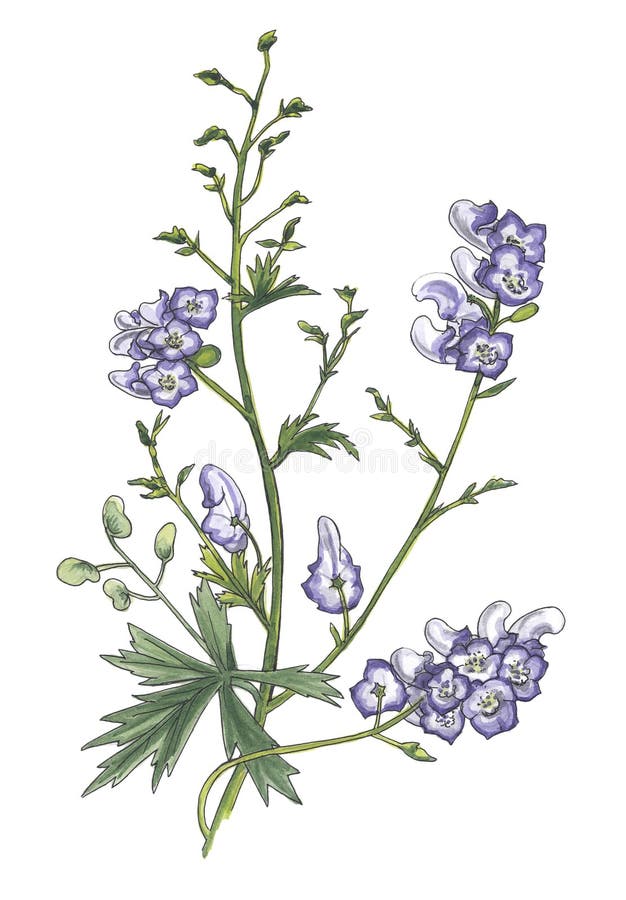 Watercolor botanical hand drawing illustration of lilac aconite. Watercolor botanical hand drawing illustration of lilac aconite.