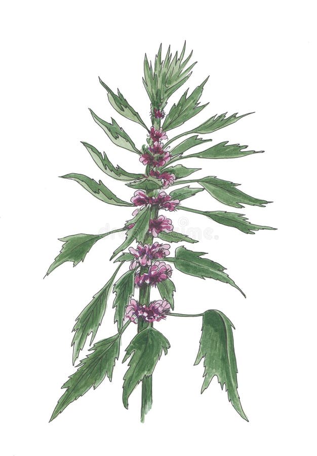 Illustration botanique d'aquarelle de motherwort lilas illustration stock Illustration botanique d'aquarelle de motherwort lilas illustration stock