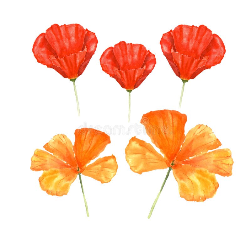 Illustration botanique d'aquarelle des fleurs de pavot de Californie d'isolement sur le fond blanc illustration libre de droits Illustration botanique d'aquarelle des fleurs de pavot de Californie d'isolement sur le fond blanc illustration libre de droits