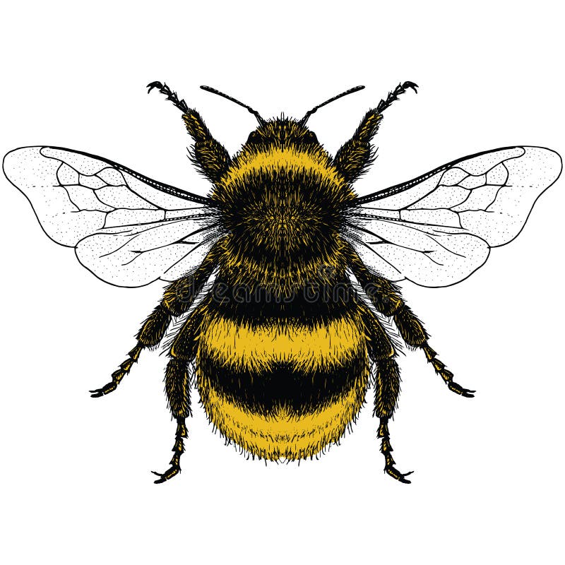 Illustration of Bumble Bee