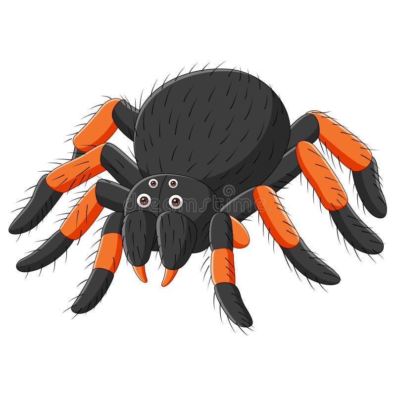 funny tarantula cartoon