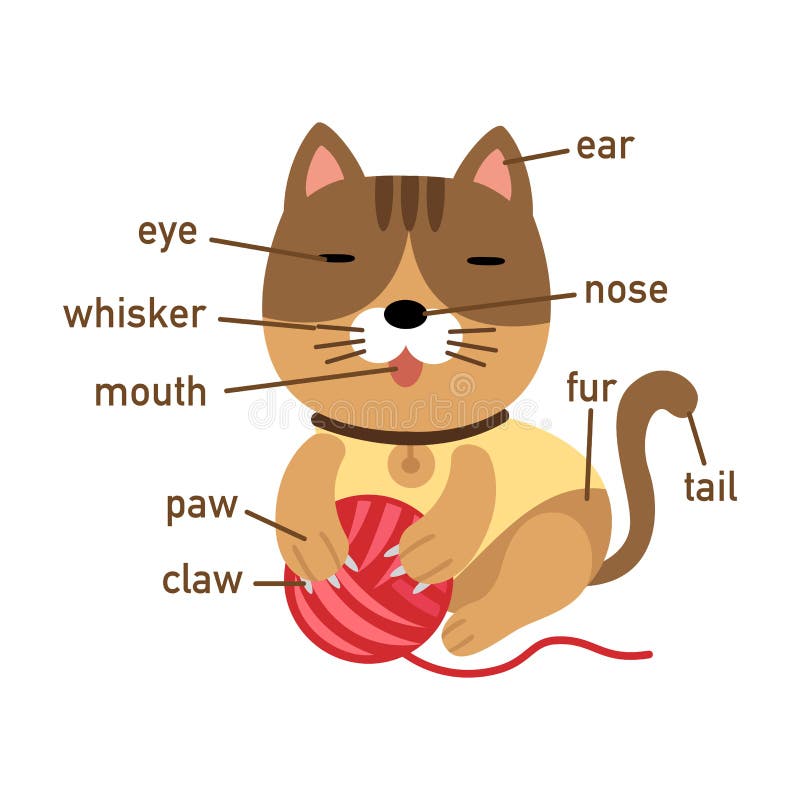 Illustration Of Cat Vocabulary Part Of Body Stock Vector - Illustration