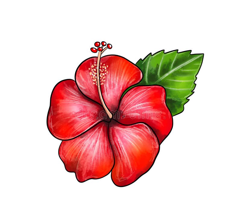 Illustration of a colored drawing of hibiscus flower close up of lilac with green leaves on white isolated background