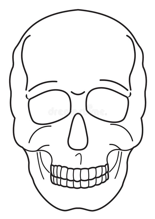 Human skull contour stock vector. Illustration of white - 130195200