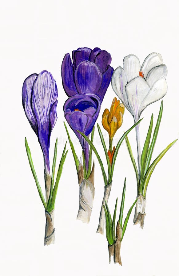 Illustration Crocus Flowers