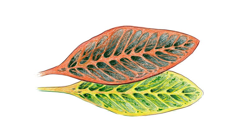 Ecological Concept, Illustration of Beautiful Green and Yellow Spot Croton Plants or Codiaeum Variegatium Plants For Garden Decor. Ecological Concept, Illustration of Beautiful Green and Yellow Spot Croton Plants or Codiaeum Variegatium Plants For Garden Decor