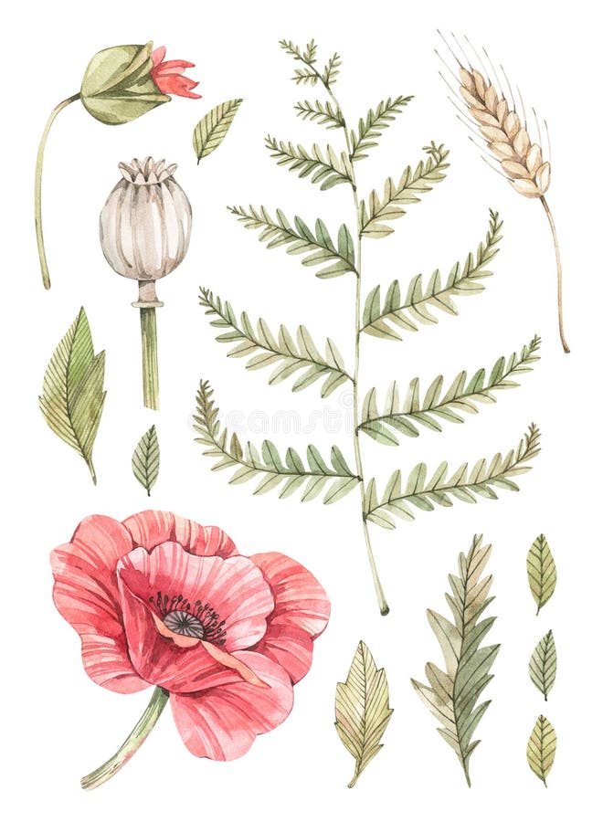 Illustration d'aquarelle Composition botanique avec un pavot rouge, une fougère, un seigle et quelques feuilles Succulent dans le illustration de vecteur Illustration d'aquarelle Composition botanique avec un pavot rouge, une fougère, un seigle et quelques feuilles Succulent dans le illustration de vecteur