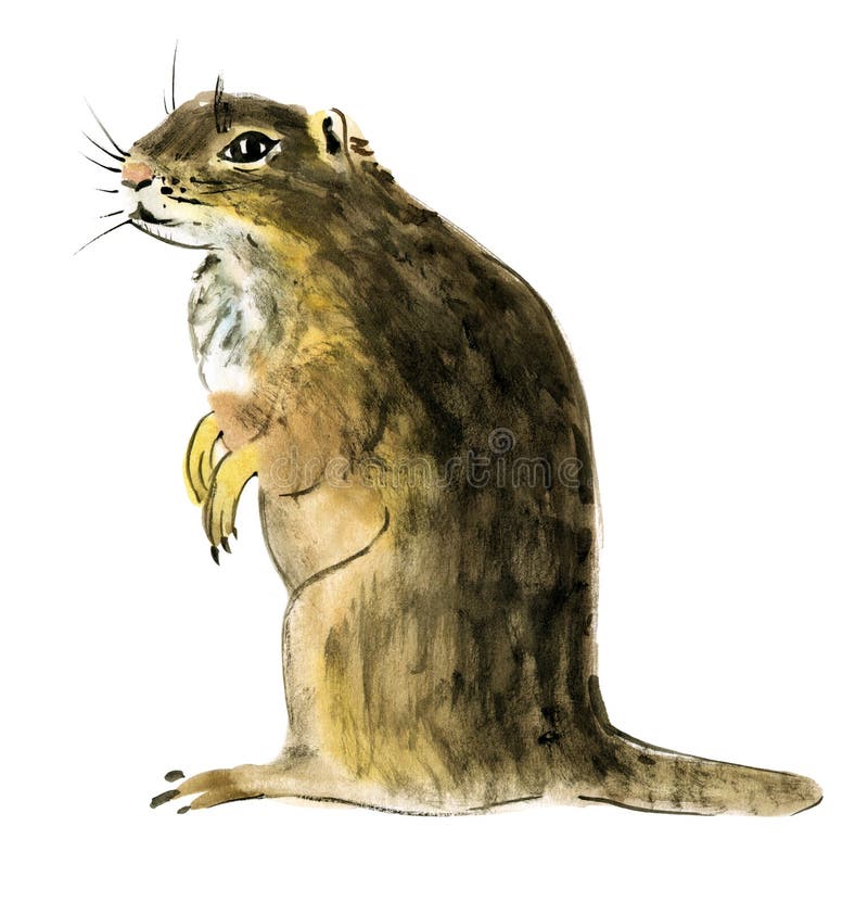 Illustration d'aquarelle d'un Gopher à l'arrière-plan blanc. Illustration d'aquarelle de travail manuel d'un Gopher à l'arrière-plan blanc