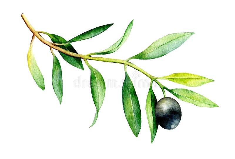Illustration d'aquarelle de branche d'olivier sur le fond blanc