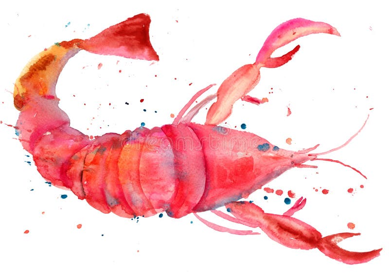Illustration d'aquarelle de langoustine illustration de vecteur Illustration d'aquarelle de langoustine illustration de vecteur