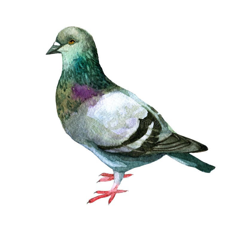 Illustration d'aquarelle Photo d'une colombe illustration de vecteur Illustration d'aquarelle Photo d'une colombe illustration de vecteur