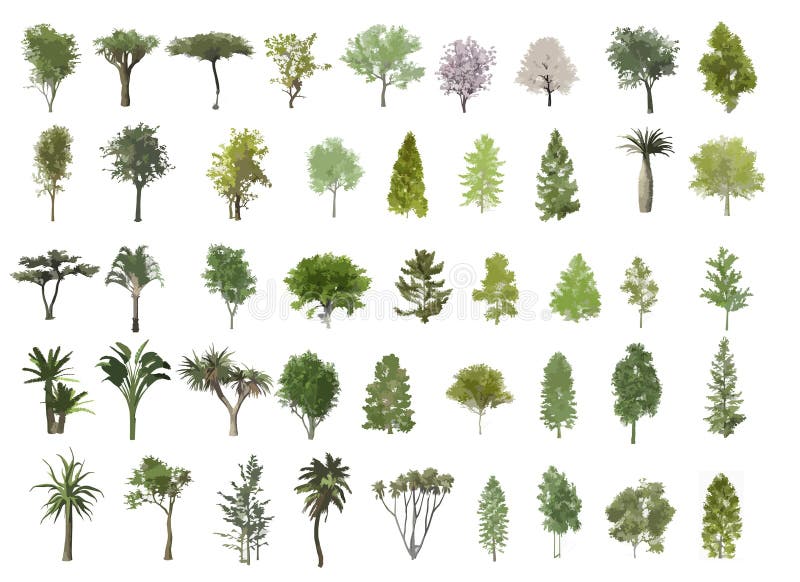 Illustration d'arbres
