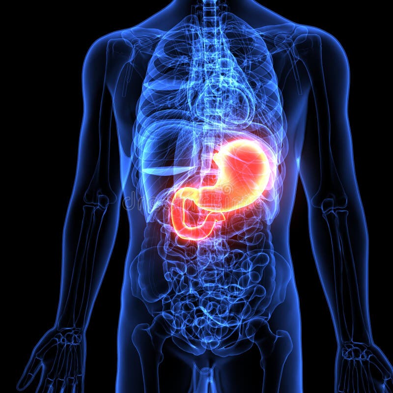 Illustration 3d D'appareil Digestif Humain D'anatomie D'estomac