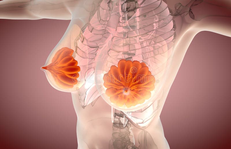 Illustration 3d der weiblichen Brust-Anatomie stock abbildung Illustration 3d der weiblichen Brust-Anatomie stock abbildung