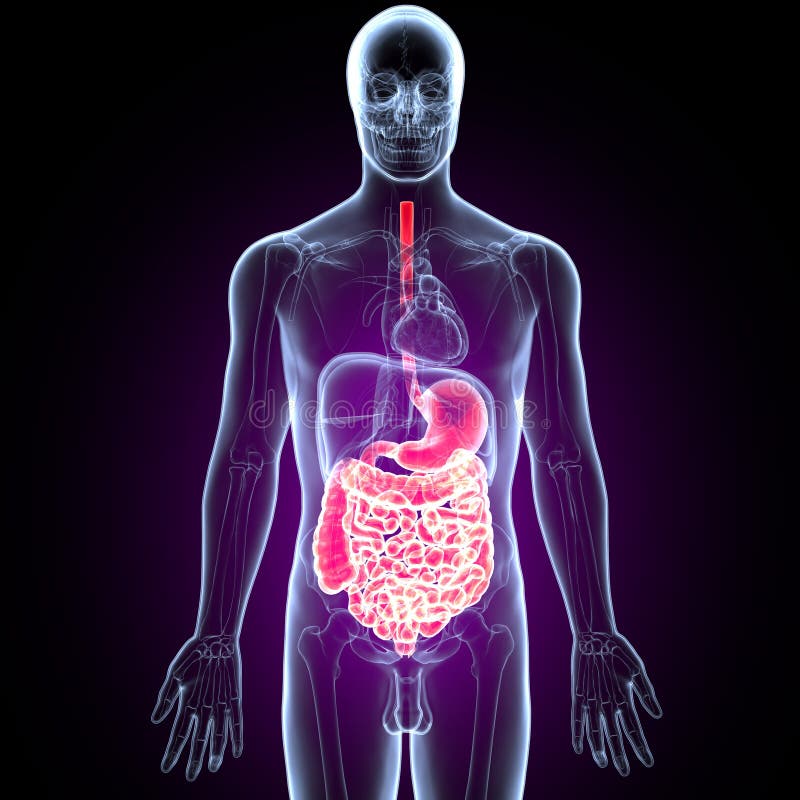 Illustration 3D des menschlichen Verdauungssystem Anatomie-Magens mit dem Dünndarm vektor abbildung Illustration 3D des menschlichen Verdauungssystem Anatomie-Magens mit dem Dünndarm vektor abbildung
