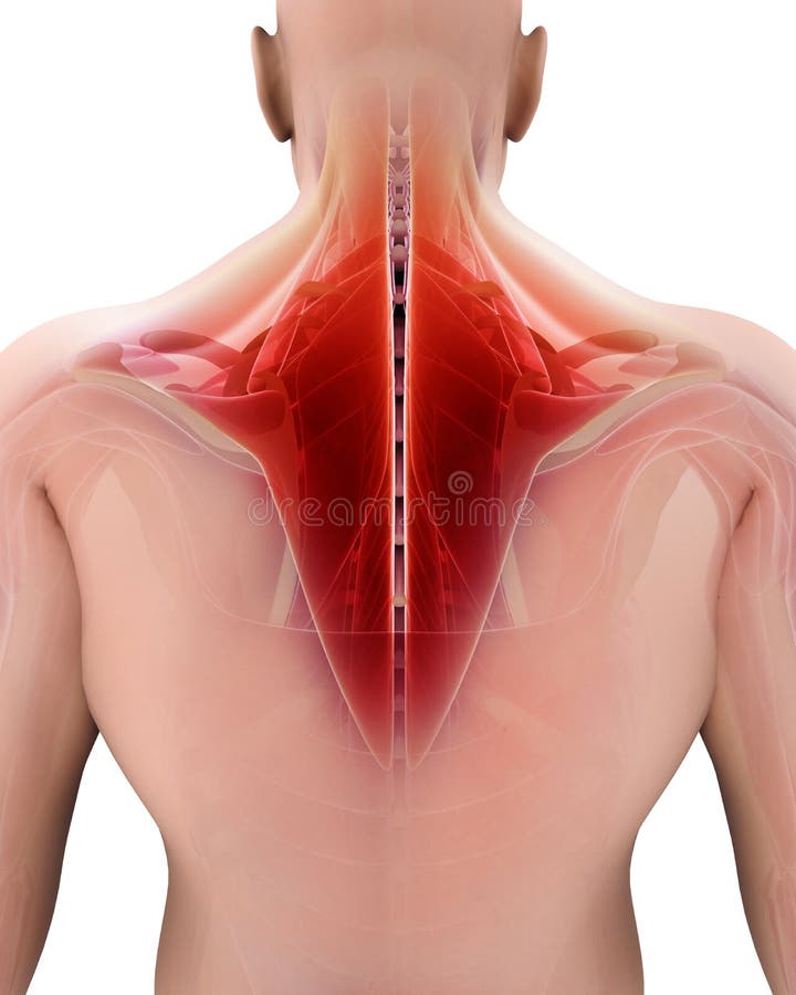 Illustration 3D von Trapezius lizenzfreie abbildung Illustration 3D von Trapezius lizenzfreie abbildung