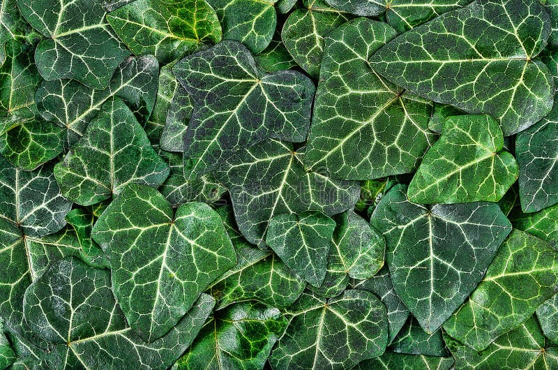 A background of dark green ivy leaves royalty free stock images