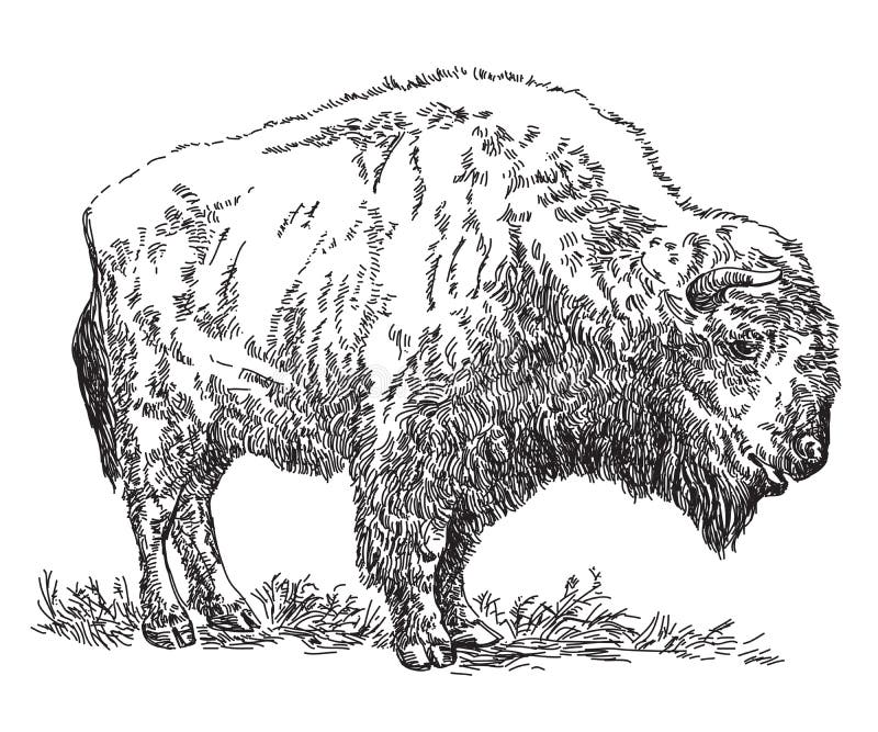 Illustration De Dessin De Main De Vecteur De Bison Illustration De Vecteur Illustration Du Conception Cheveu