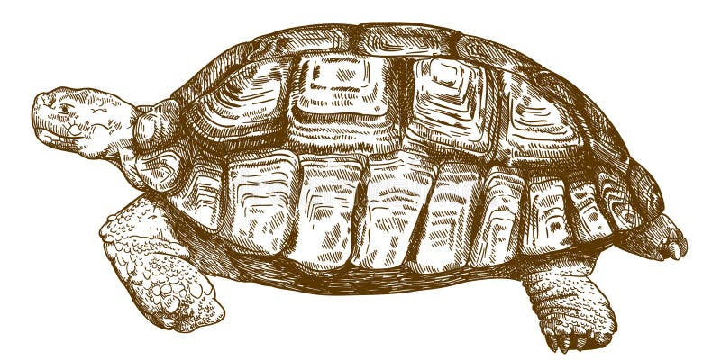 Illustration de dessin de gravure de grande tortue illustration de vecteur Illustration de dessin de gravure de grande tortue illustration de vecteur