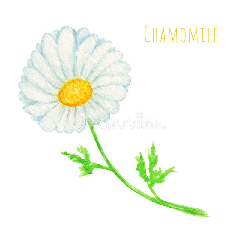 Watercolor daisy chamomile flower illustration. Hand drawn botanical herbs isolated on white background. Summer White flowers, green leaves, stems. Wild botanical garden bloom. Watercolor daisy chamomile flower illustration. Hand drawn botanical herbs isolated on white background. Summer White flowers, green leaves, stems. Wild botanical garden bloom.