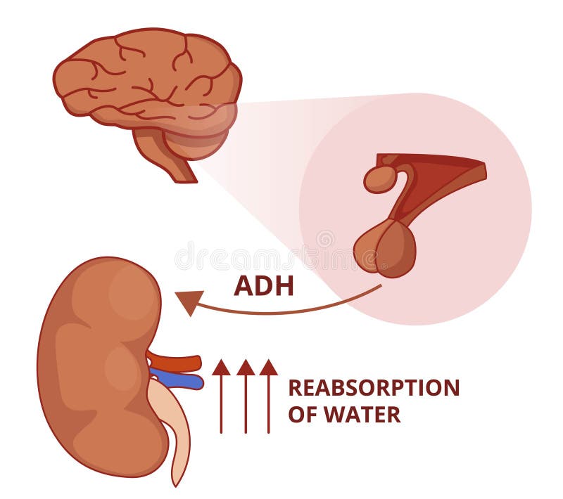 Illustration de la fonction d'hormone antidiurétique Physiologie de Vasopressin