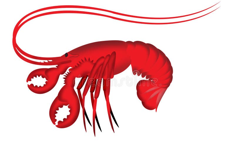 Illustration De Langoustine  Illustration Stock 