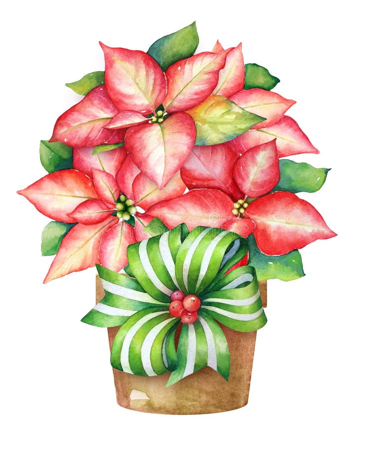 Illustration de Noël de l'usine de floraison de poinsettia dans un pot illustration libre de droits Illustration de Noël de l'usine de floraison de poinsettia dans un pot illustration libre de droits