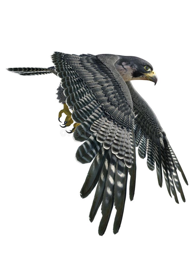 Illustration de Peregrine Falcon 3d isolée sur le fond blanc illustration stock