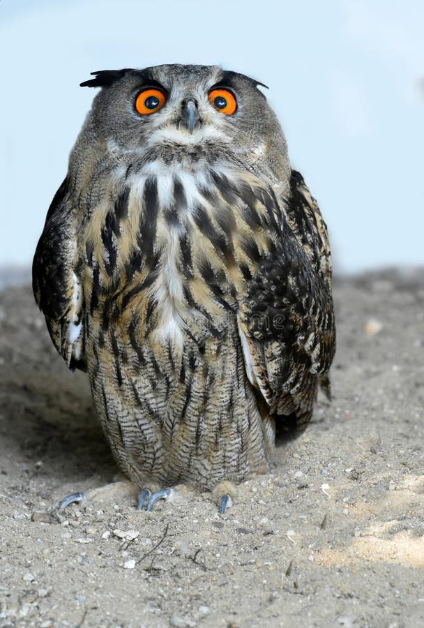 Eagle owl in a faloconry. Eagle owl in a faloconry