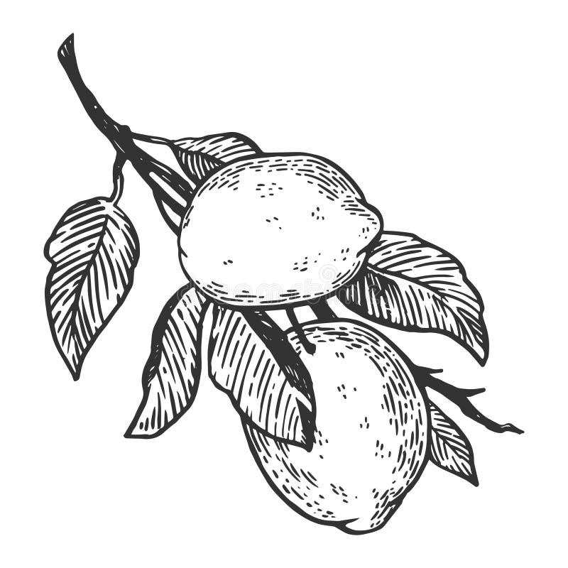 Illustration de vecteur de gravure d'agrume de citron illustration de vecteur Illustration de vecteur de gravure d'agrume de citron illustration de vecteur