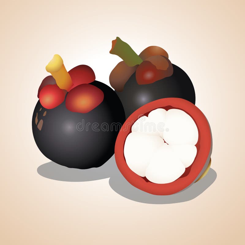 Illustration de vecteur - mangoustan illustration stock Illustration de vecteur - mangoustan illustration stock