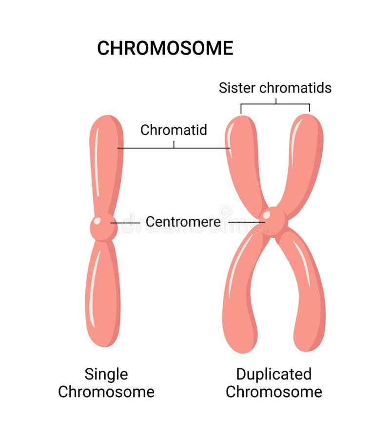 Illustration de vecteur de structure de chromosome