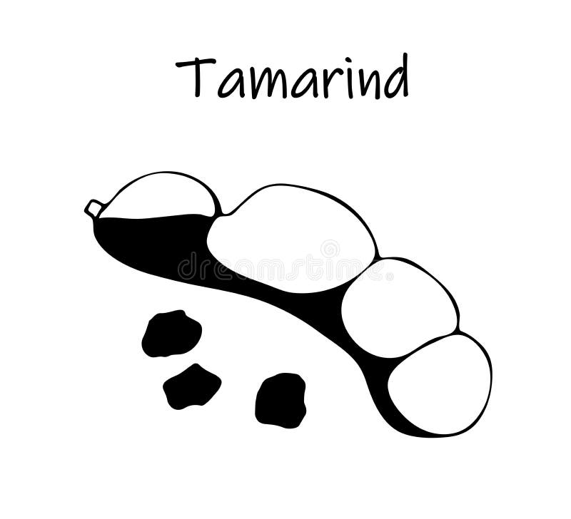 Illustration de vecteur de tamarinier noir, kranzhi, prune de tamarinier - haricots asiatiques illustration stock Illustration de vecteur de tamarinier noir, kranzhi, prune de tamarinier - haricots asiatiques illustration stock