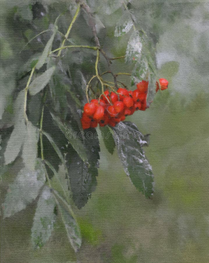 Illustration der Niederlassung der Eberesche mit roten Beeren in der Aquarelltechnik vektor abbildung Illustration der Niederlassung der Eberesche mit roten Beeren in der Aquarelltechnik vektor abbildung