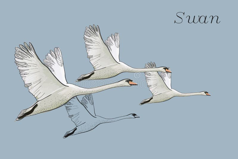 Illustration Des Cygnes De Vol De Dessin Tire Par La Main Conception Graphique De Griffonnage Avec Des Oiseaux Objet Sur Le Cont Illustration De Vecteur Illustration Du Animal Flamant Illustration Des Cygnes De Vol De Dessin Tire Par La Main Conception Graphique De Griffonnage Avec Des Oiseaux Objet Sur Le Cont Illustration De Vecteur Illustration Du Animal Flamant