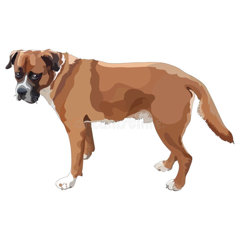 Boxer Dog. Vector Illustration Stock Vector Illustration of canine